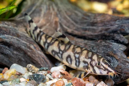 Fotografie druhu Botia lohachata