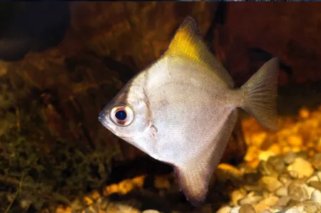 Fotografie druhu Monodactylus argenteus