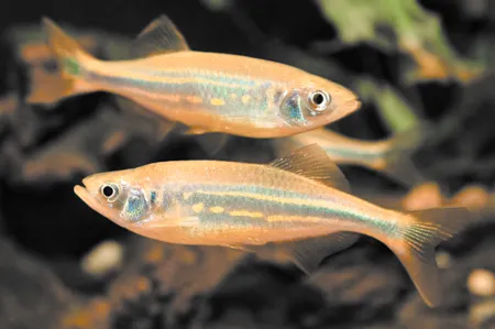 Fotografie druhu Devario aequipinnatus