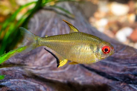 Fotografie druhu Hyphessobrycon pulchripinnis
