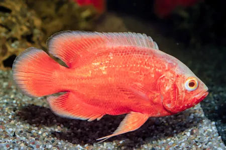 Fotografie druhu Astronotus ocellatus  Red Chilli