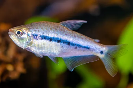 Fotografie druhu Pseudochalceus kyburzi