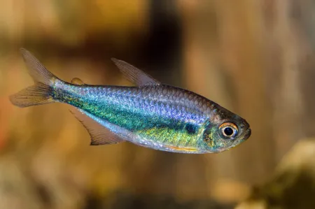 Fotografie druhu Hyphessobrycon margitae