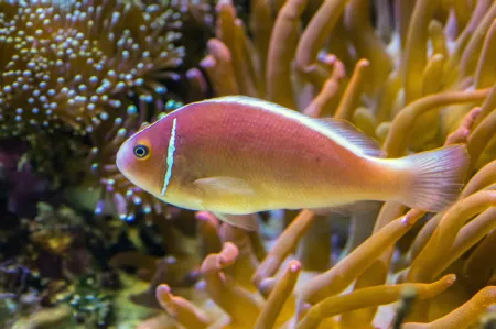 Fotografie druhu Amphiprion perideraion