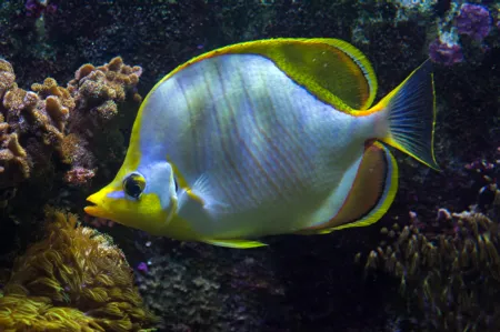 Fotografie druhu Chaetodon xanthocephalus