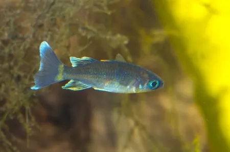 Fotografie druhu Telmatherina bonti