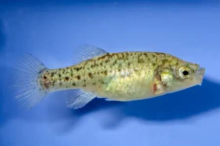 Fotografie druhu Anatolichthys anatoliae anatoliae Kovada Kanal