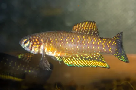 Fotografie druhu Nematolebias whitei BSJ 95/03