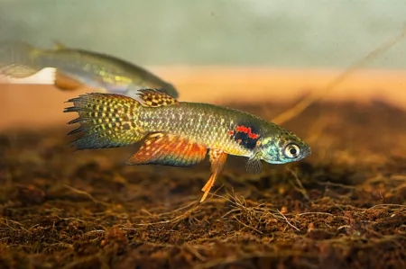 Fotografie druhu Pterolebias longipinnis