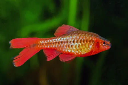 Fotografie druhu Rohanella titteya