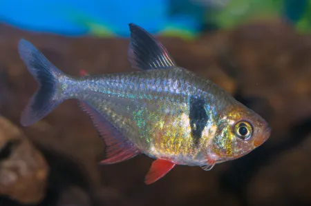 Fotografie druhu Megalamphodus megalopterus