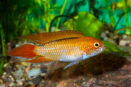 Fotografie druhu Apistogramma agassizii  Fire Red