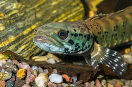 Fotografie druhu Channa ornatipinnis