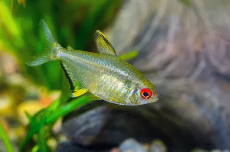 Fotografie druhu Hyphessobrycon pulchripinnis