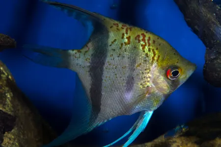 Fotografie druhu Pterophyllum scalare  Red Dragon