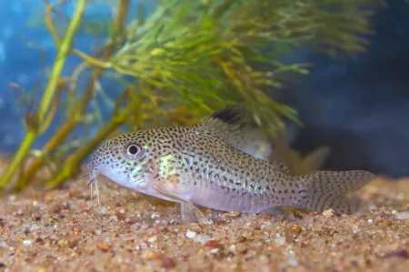 Fotografie druhu Hoplisoma julii