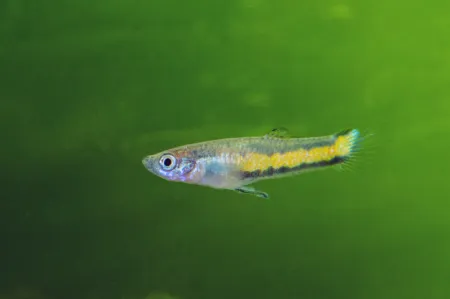 Fotografie druhu Poecilia parae
