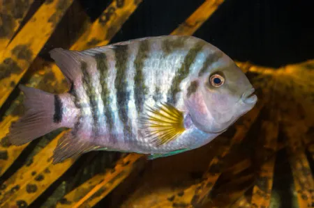 Fotografie druhu Amatitlania kanna