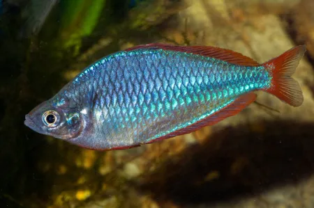 Fotografie druhu Melanotaenia praecox