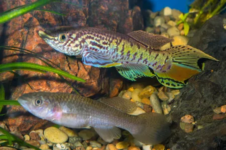 Fotografie druhu Fundulopanchax sjostedti