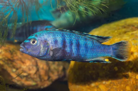 Fotografie druhu Chindongo socolofi