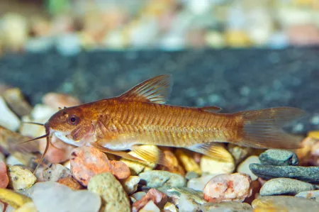 Fotografie druhu Aspidoras raimundi  Red