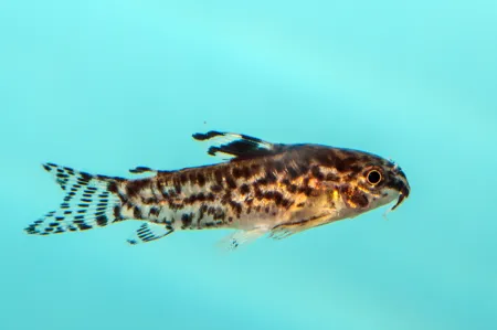 Fotografie druhu Gastrodermus pauciradiatus