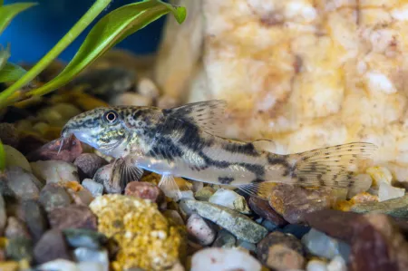 Fotografie druhu Scleromystax barbatus