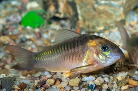 Fotografie druhu Osteogaster zygata