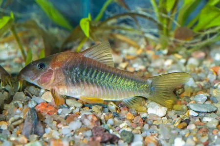 Fotografie druhu Osteogaster melanotaenia