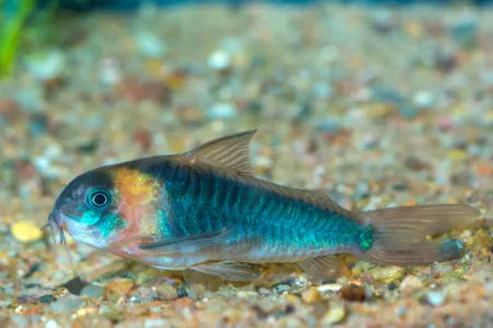 Fotografie druhu Osteogaster eques