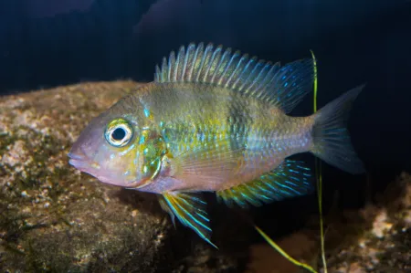 Fotografie druhu Thorichthys socolofi