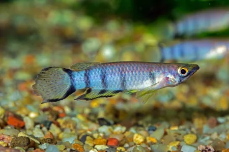 Fotografie druhu Epiplatys monroviae