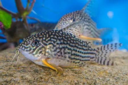 Fotografie druhu Hoplisoma sterbai