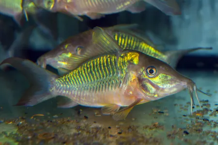 Fotografie druhu Brochis multiradiata