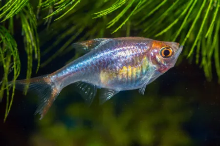 Fotografie druhu Trigonostigma heteromorpha  Black