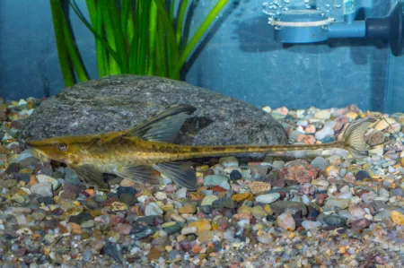 Fotografie druhu Sturisomatichthys sp. cf. aureus