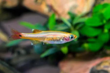 Fotografie druhu Tanichthys albonubes  Gold