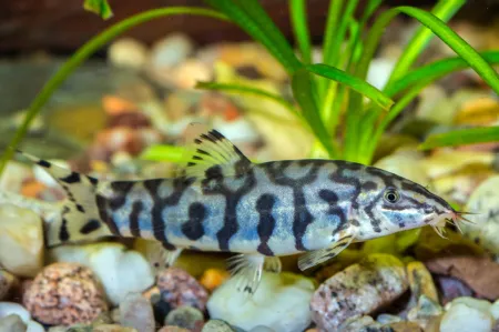 Fotografie druhu Botia lohachata