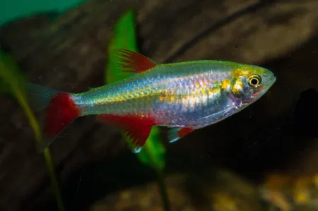 Fotografie druhu Aphyocharax anisitsi