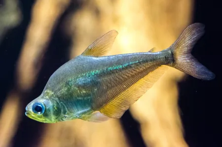 Fotografie druhu Charax gibbosus