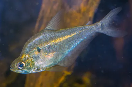 Fotografie druhu Charax gibbosus