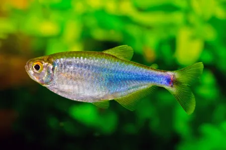 Fotografie druhu Knodus borki