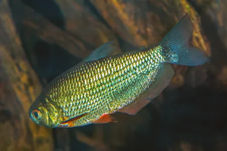 Fotografie druhu Markiana nigripinnis