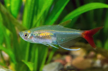 Fotografie druhu Prionobrama filigera