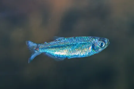 Fotografie druhu Tyttocharax tambopatensis