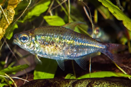 Fotografie druhu Hemigrammus collettii