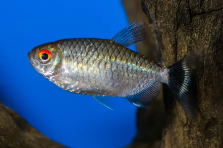 Fotografie druhu Bario sanctaefilomenae