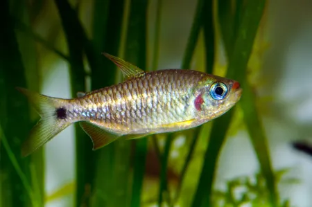 Fotografie druhu Bario cosmops