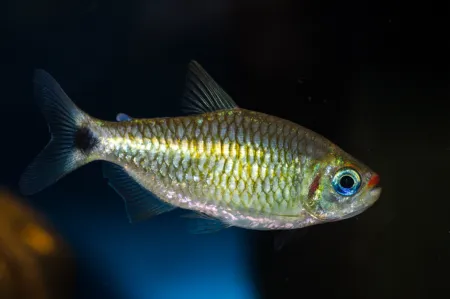 Fotografie druhu Bario cosmops